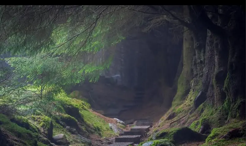 A misty woodland trail in Ballinastoe Woods, leading into a tunnel of trees with a serene, fairytale-like feel.