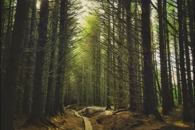 A dense pine forest with a narrow wooden boardwalk guiding hikers through the heart of Ballinastoe Woods.