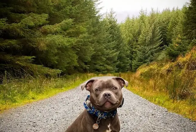 A friendly dog sitting on a gravel path in Ballinastoe Woods, surrounded by lush greenery.