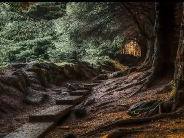 A rugged forest trail with wooden steps winding through the enchanting landscape of Ballinastoe Woods